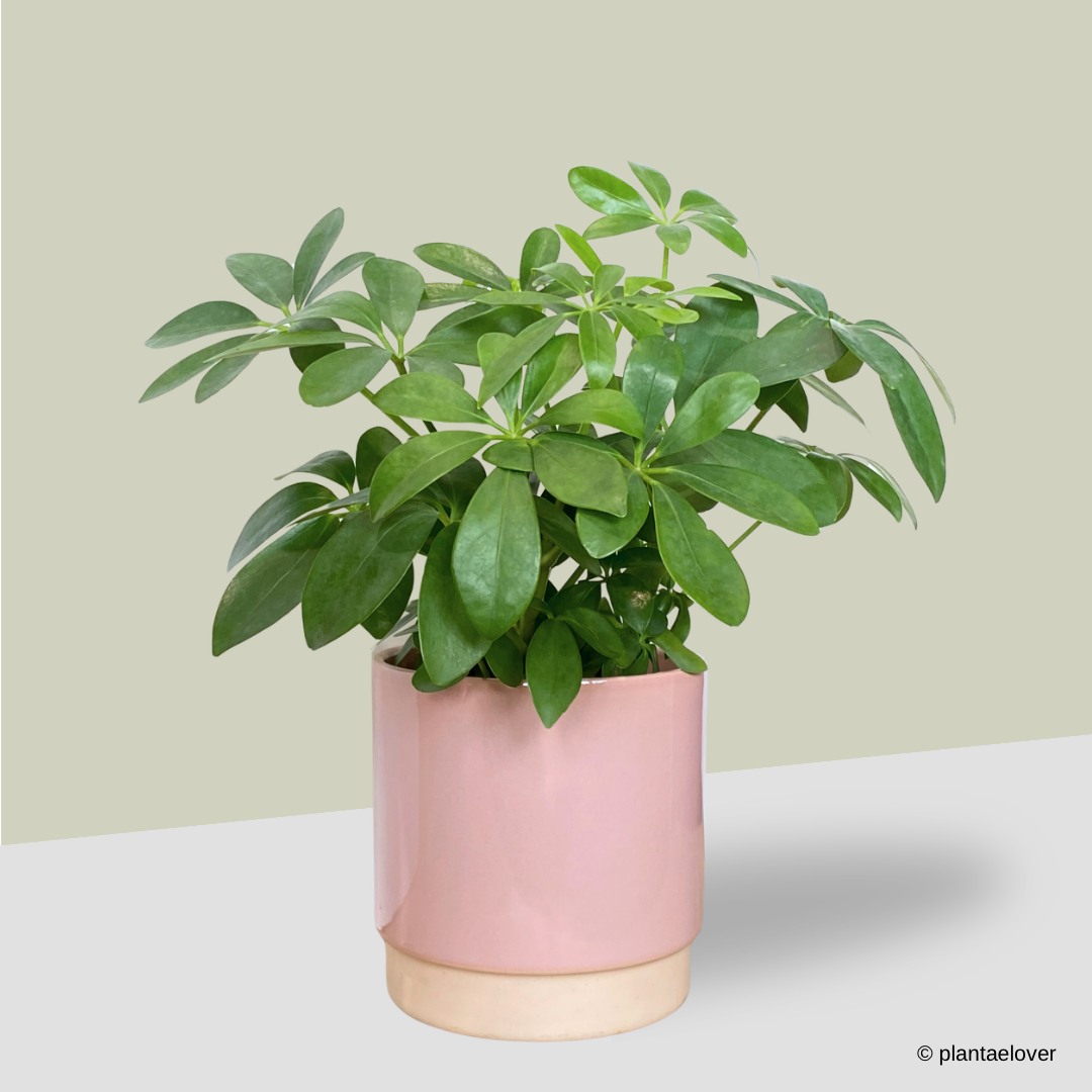Schefflera Arboricola in Blush Pot