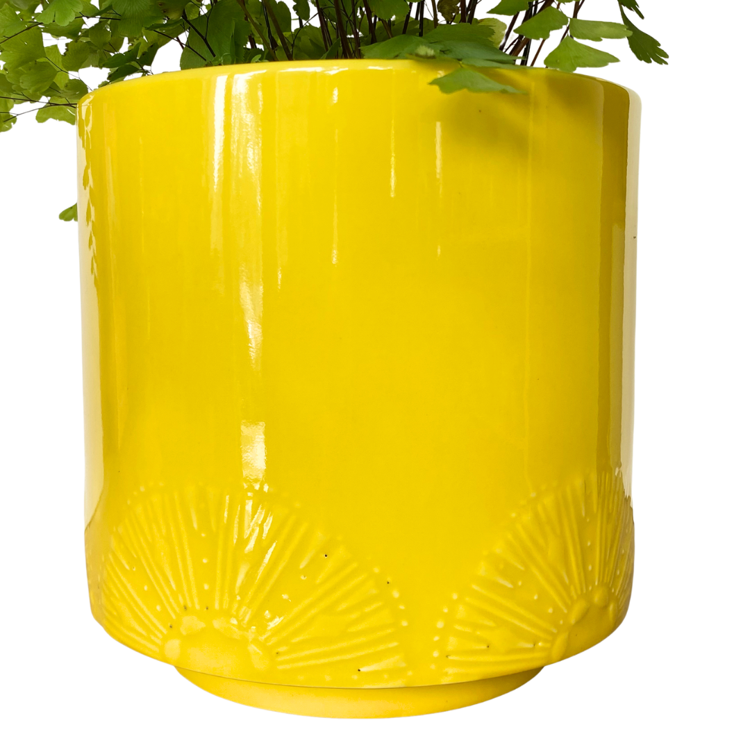 Maidenhair Fern in Limoni Pot
