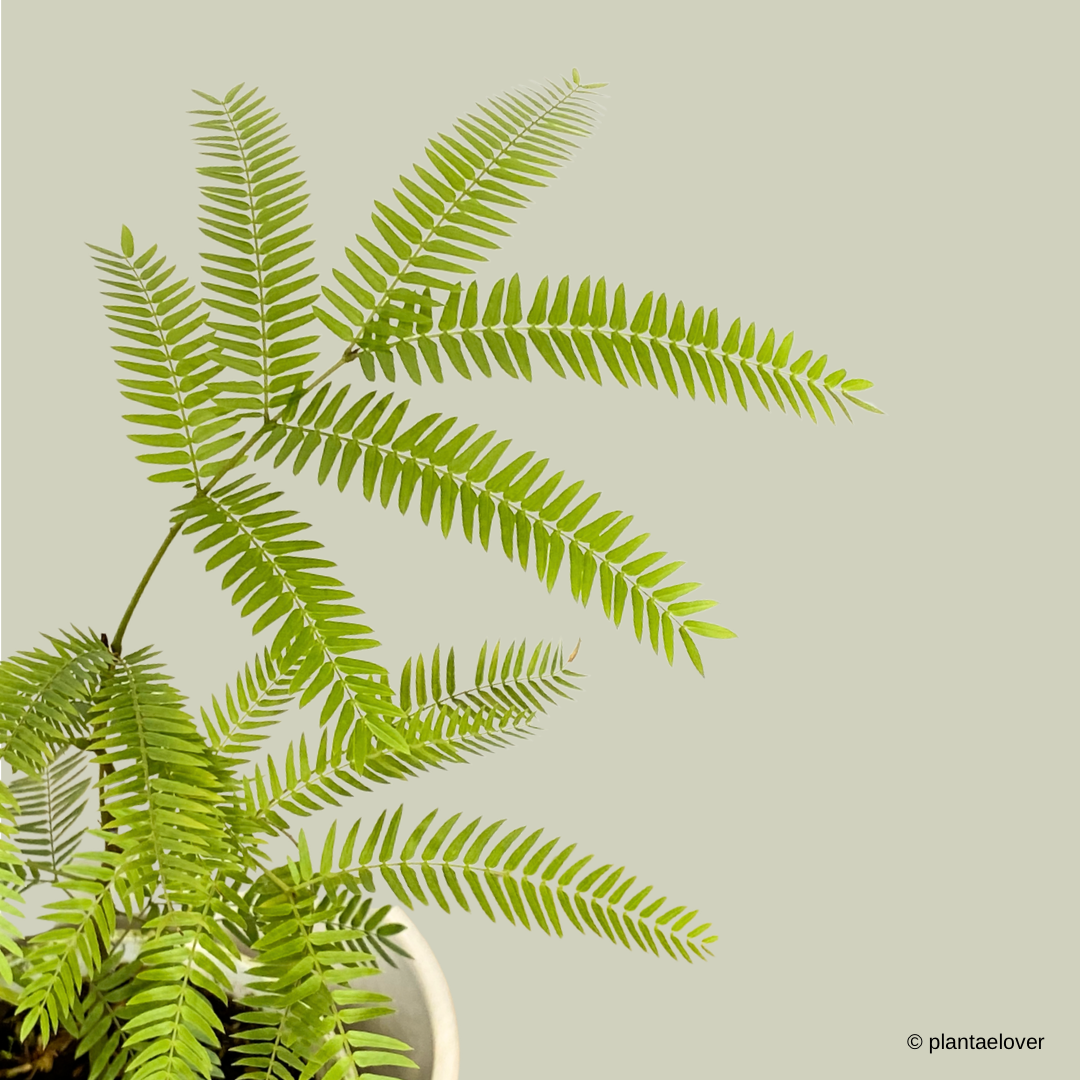 Japanese Everfresh Tree in Lace Pot