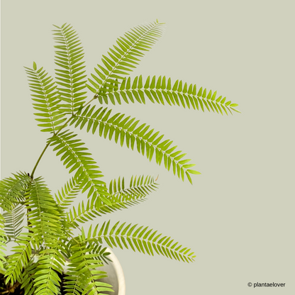 Japanese Everfresh Tree in Lace Pot