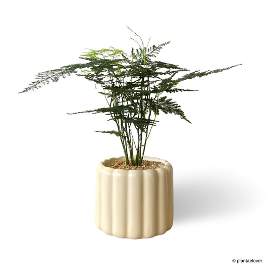 Asparagus Fern in Eclairs Pot