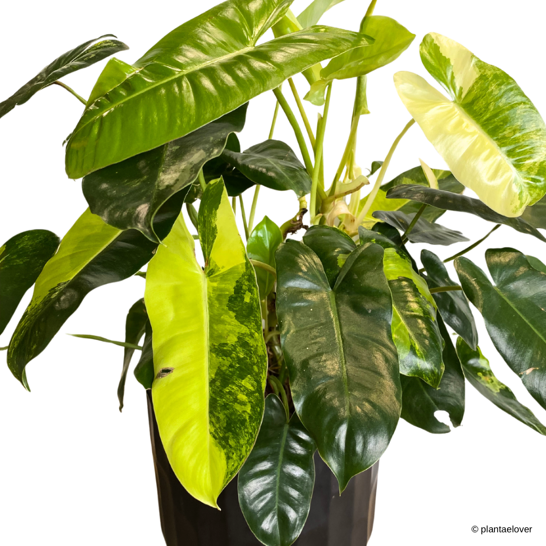 Philodendron Burle Marx Variegated in Coal Pot