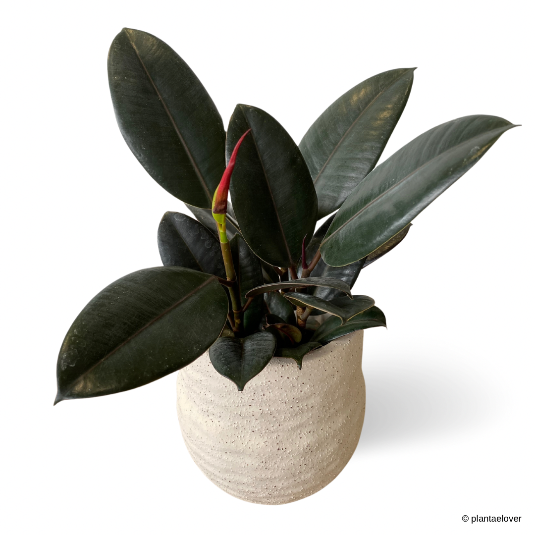 Ficus Elastica Burgundy in Gardenia Pot