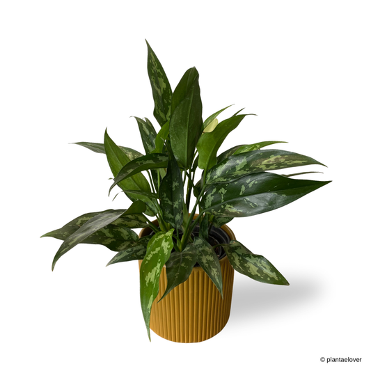 Aglaonema Maria in Cylindrica Pot