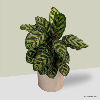 Calathea Makoyana in Rosewood Pot