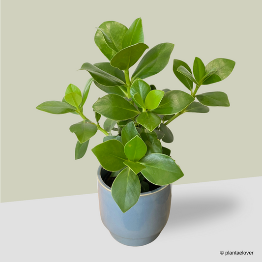 Clusia Rosea in Carolina Pot