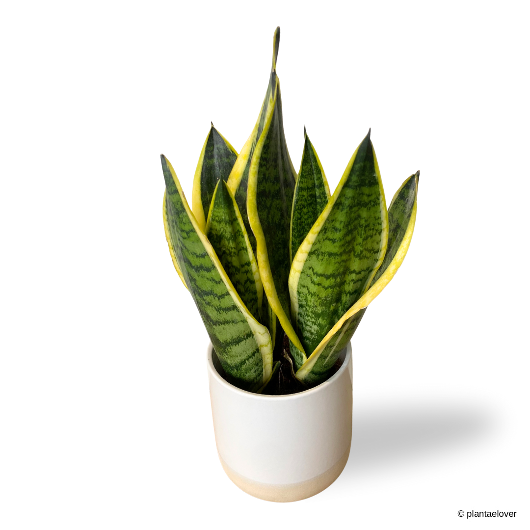 Sansevieria Superba in Moln Pot
