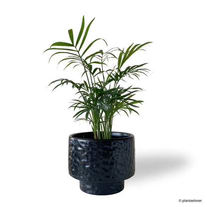 Bamboo Palm in Moonlight Pot