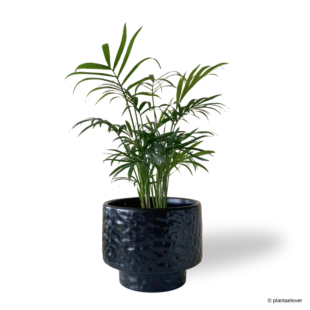 Bamboo Palm in Moonlight Pot