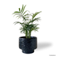 Bamboo Palm in Moonlight Pot