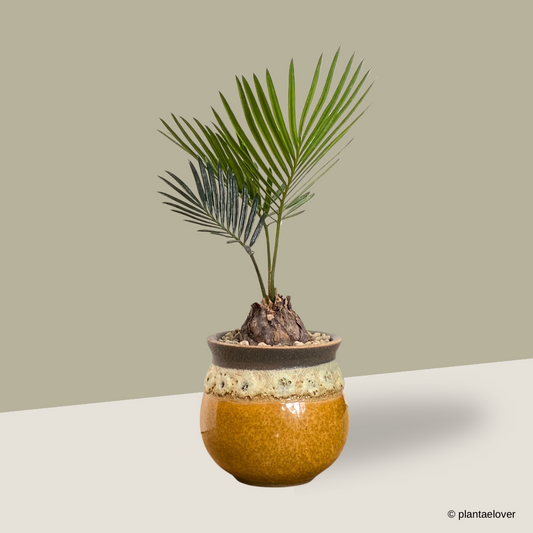 Sago Palm in Savana Pot