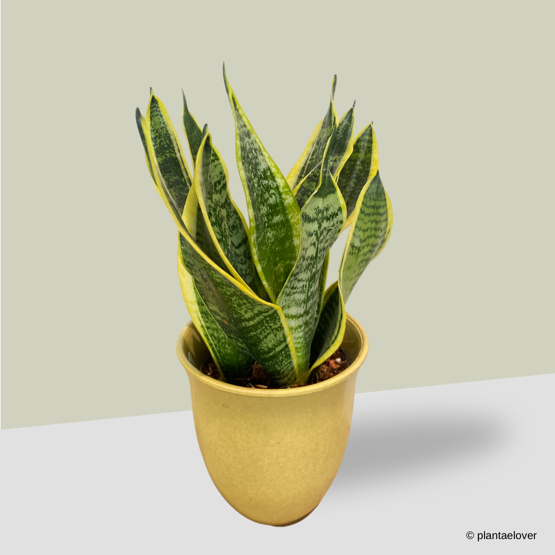 Sansevieria Superba in Elixa Pot