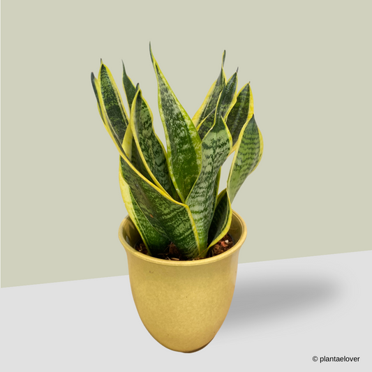 Sansevieria Superba in Elixa Pot