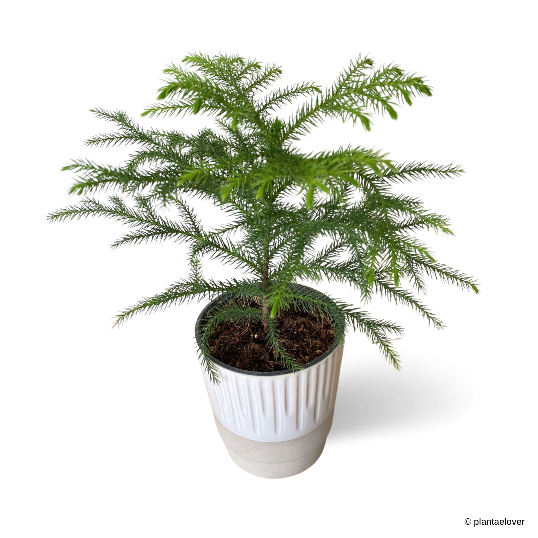 Norfolk Island Pine in Elixa Pot