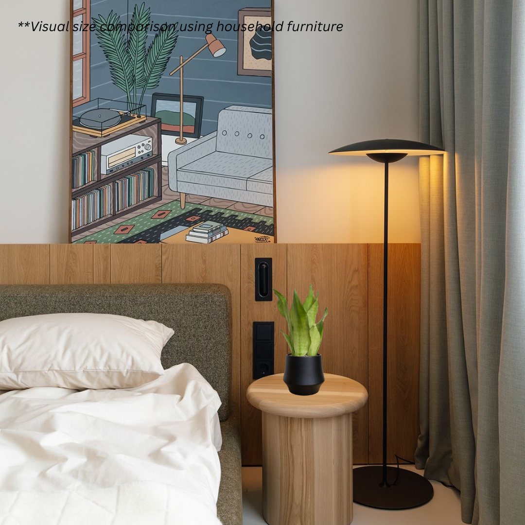 Sansevieria Moonshine in Lantern Pot