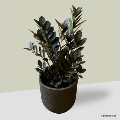 ZZ Black Raven in Brownie Pot