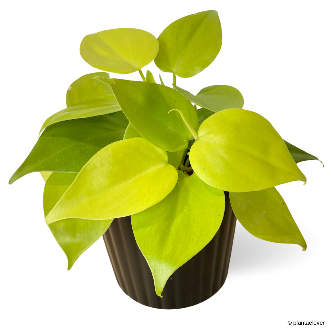 Philodendron Lemon Lime in Sabel Pot