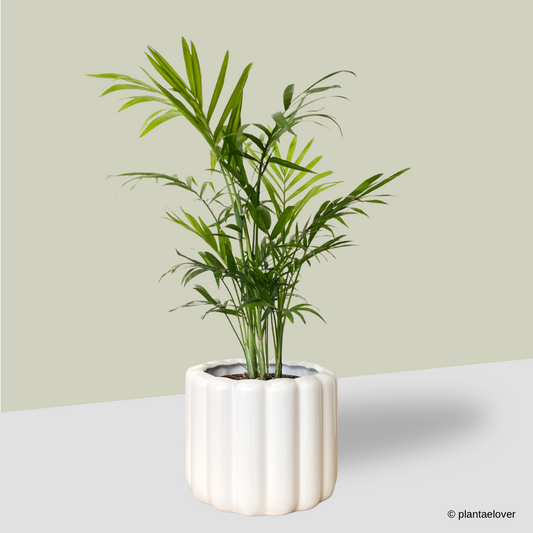 Bamboo Palm in Eclairs Pot