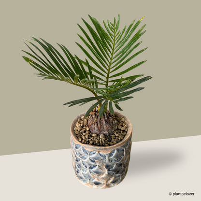 Sago Palm in Monogram Pot