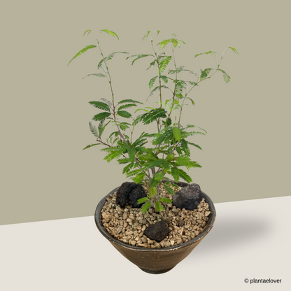 Powderpuff Plant in Meiji Pot