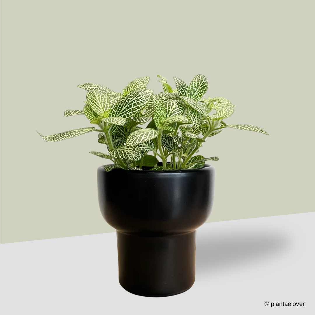 Fittonia in Dodo Pot