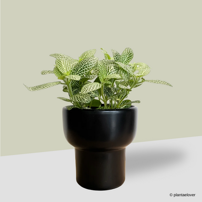 Fittonia in Dodo Pot