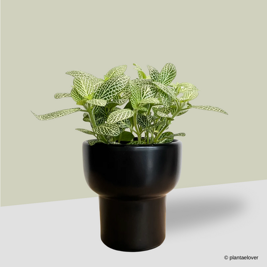 Fittonia in Dodo Pot