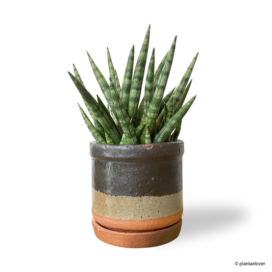 Sansevieria Cylindrica in Glazed Pot
