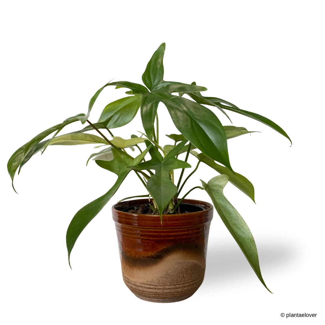 Philodendron Florida Ghost in Sienna Pot