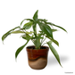 Philodendron Florida Ghost in Sienna Pot