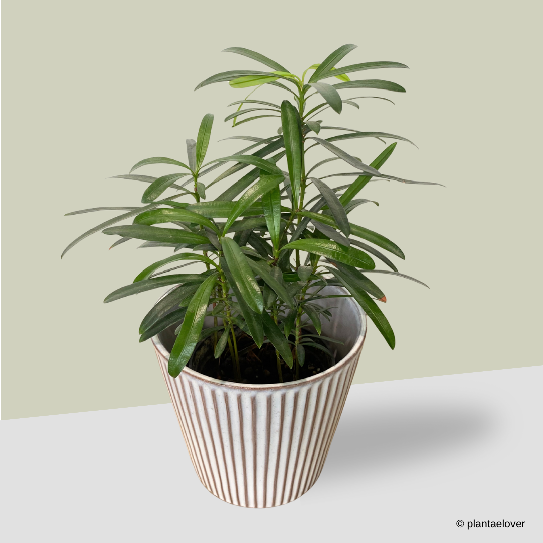 Podocarpus in Celine Pot