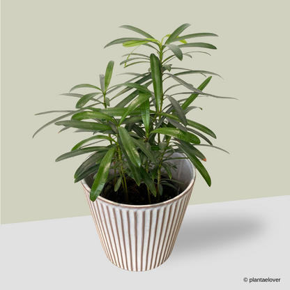 Podocarpus in Celine Pot