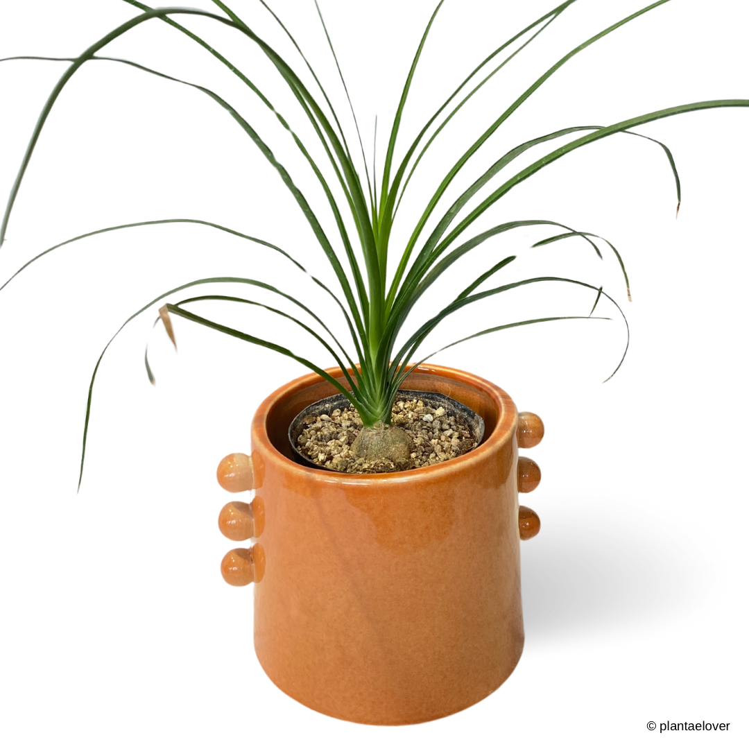 Ponytail Palm in Buttons Pot