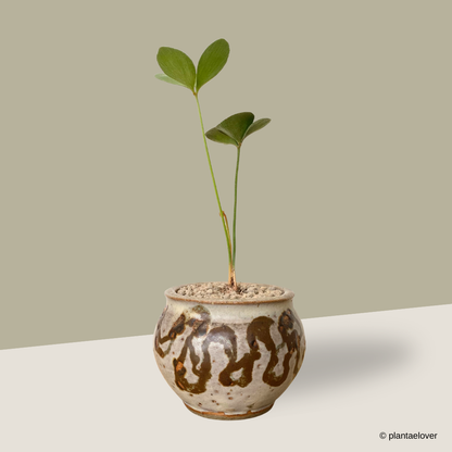 Cardboard Palm in Woody Pot