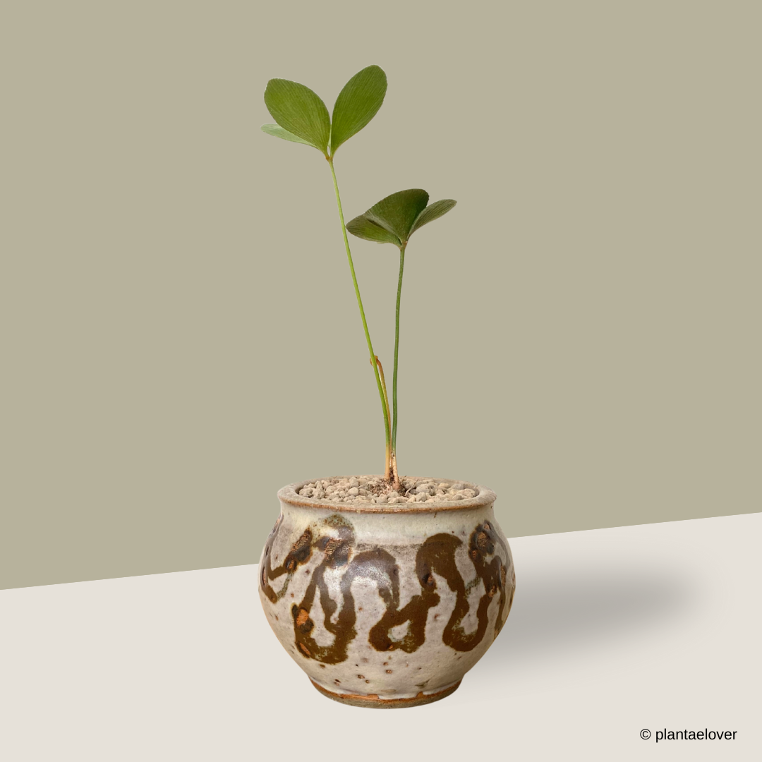 Cardboard Palm in Woody Pot