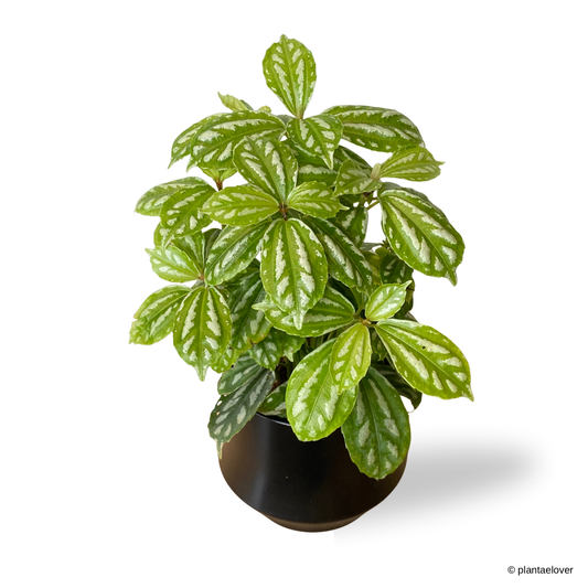 Pilea Cadierei in Lantern Pot