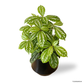 Pilea Cadierei in Lantern Pot