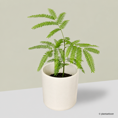 Japanese Everfresh Tree in Lace Pot