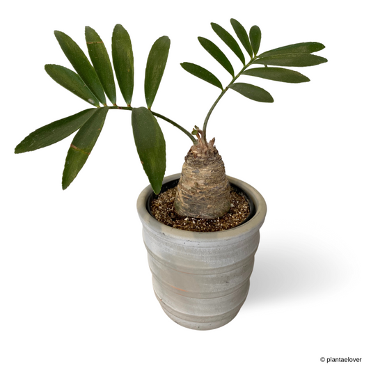 Cardboard Palm in Oslo Pot