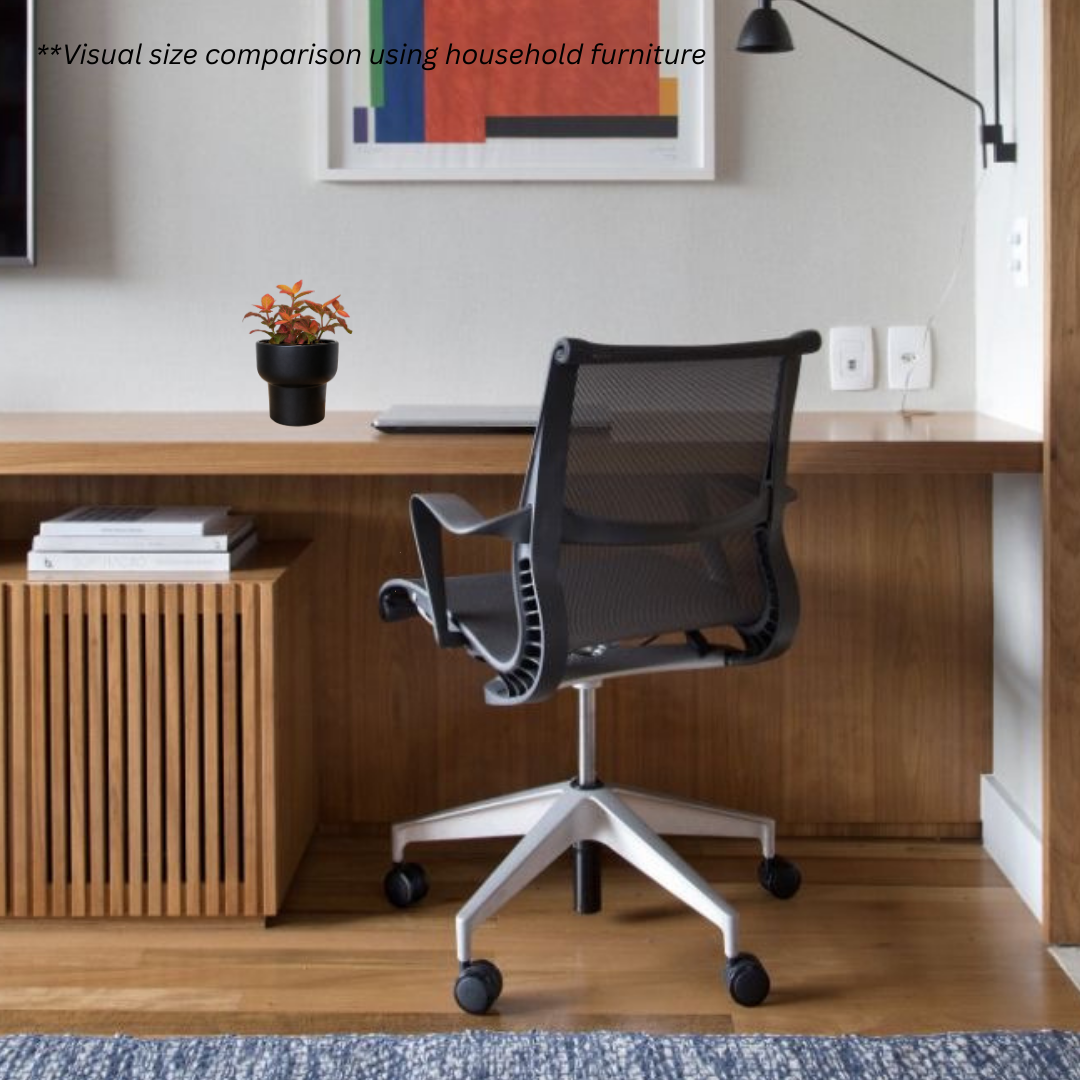 Fittonia in Dodo Pot