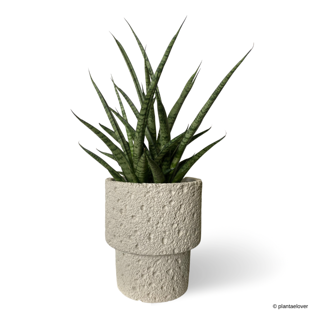 Sansevieria Sansiam Moto in Carra Pot