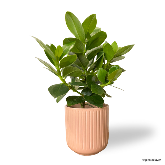 Clusia Rosea in Peach Pot