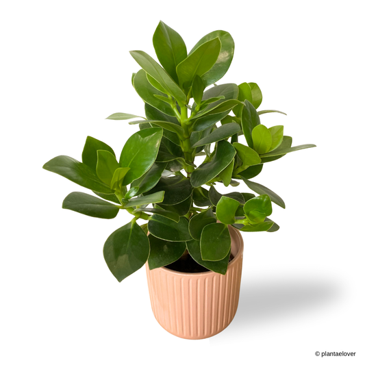 Clusia Rosea in Peach Pot