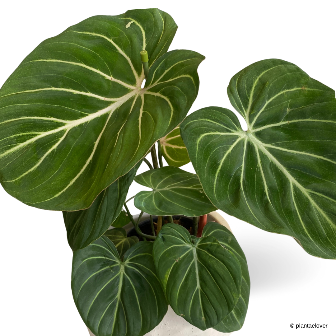 Philodendron Gloriosum in Gardenia Pot