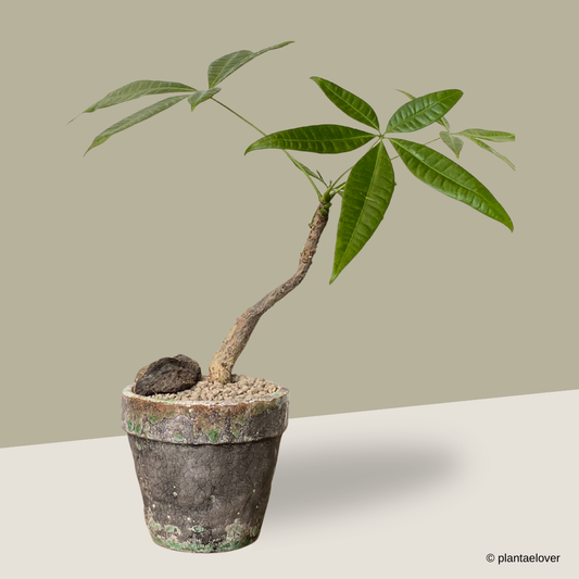 Pachira Aquatica in Glaze Pot