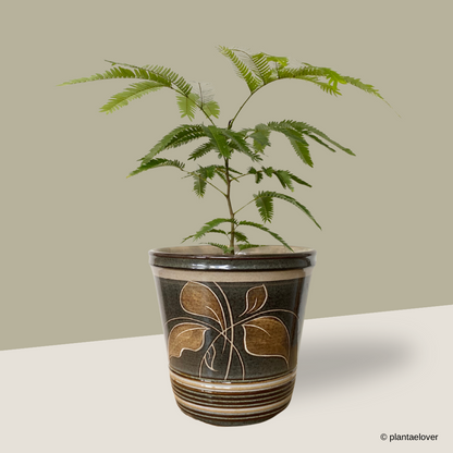 Japanese Everfresh Tree in Batik Pot