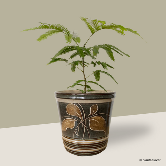 Japanese Everfresh Tree in Batik Pot