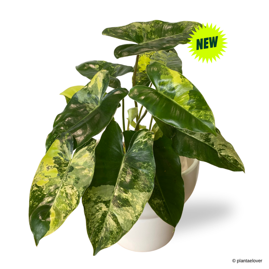 Philodendron Burle Marx Variegated in Podium Pot