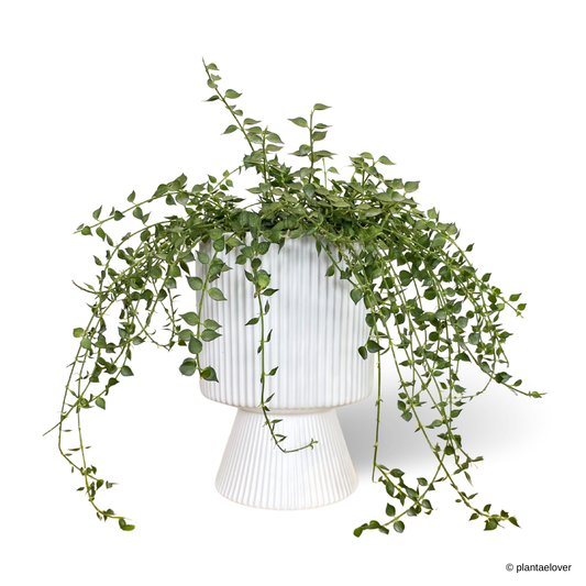 Dischidia Ruscifolia in Estrella Pot