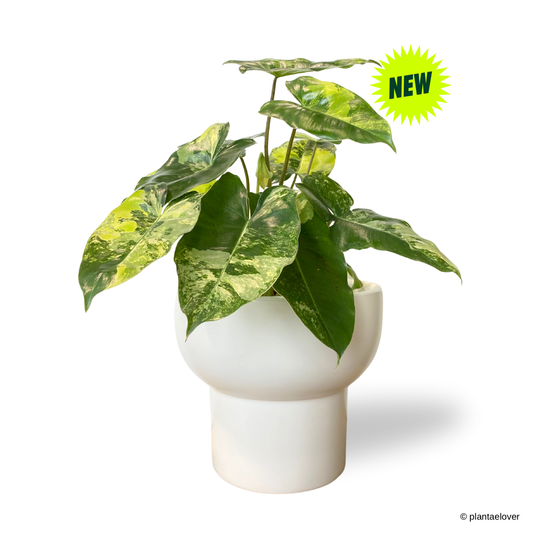 Philodendron Burle Marx Variegated in Podium Pot